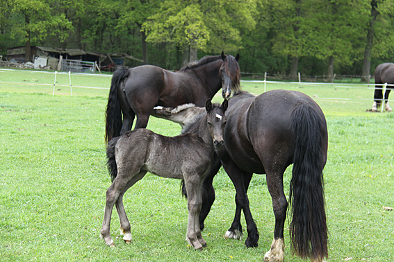 Welsh cob hengstveulen Zorro 4